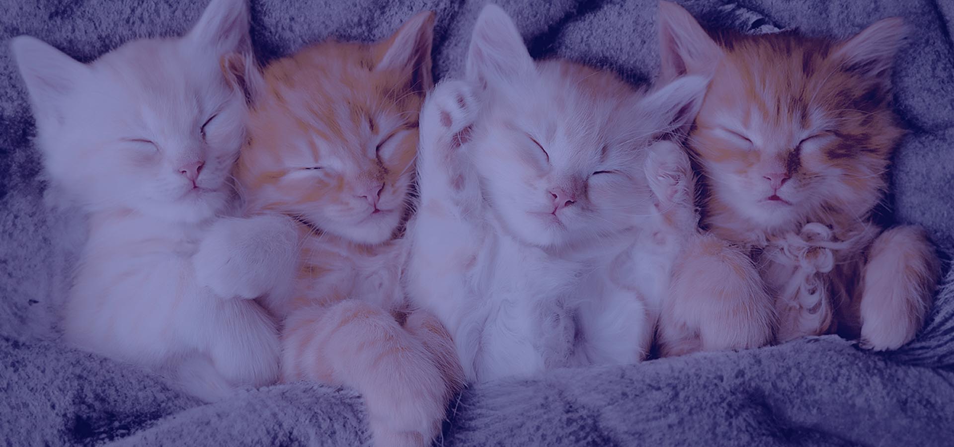 ABFEL -  Academia Brasileira de Clínicos de Felinos